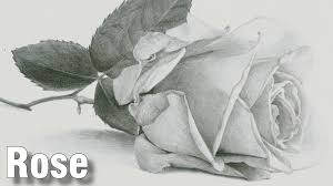 If so, leave a border to allow for the mat. Free Pencil Drawing Class How To Draw A Rose Pencil Drawings Flower Drawing Flower Drawing Tutorials