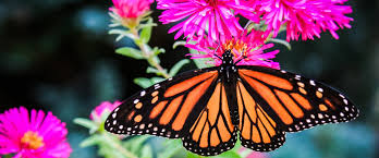 Profile for Proko-Wall Funeral Home and Crematory, Inc.