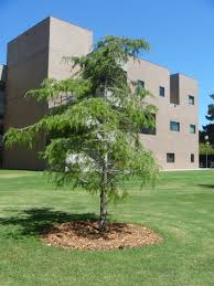 Advertisement step 1 measure the slope in the soil surrounding your house to determine the amount which the soil grade needs to be raised. Problems With Planting Trees The Garden Professors