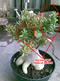 My Collection The Legend Adenium Page 2