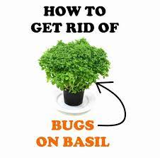 We did not find results for: How To Get Rid Of Bugs On Basil Aphids Beetles Flies Mites And More Bugwiz