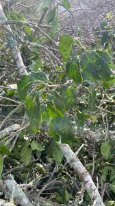 Image result for Afrocanthium mundianum