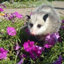 Possums 3 On Instagram I Am A Possum In Flowers Enthusiast Possum Awesome Possum Cute Animal Memes