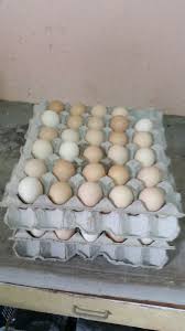 Telur yang kaya akan nutrisi bagi tubuh membuat makanan ini selalu diburu oleh banyak orang. Warisan Petani Telur Ayam Kampung