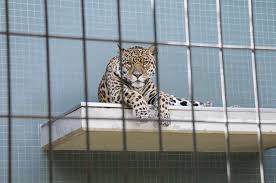 Do Zoos Still Have A Place In The World Zoo Animals World