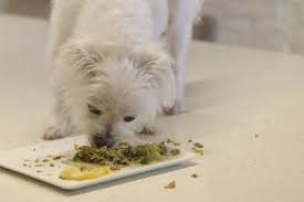 Like Grandma S Cooking Furry S Kitchen Partnered With Ogilvy To Test Human Grade Dog Food On Singapore S Top Food Influencers B T