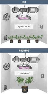 This light emits both blue spectrum light and red spectrum light, meaning your photoperiod plants will have all the light they need. How Many Cannabis Plants Can You Grow Per Square Metre Calculators Inside Rqs Blog
