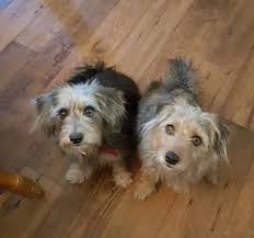 Some are found discarded at feral colonies maintained by happy tails. Happy Tails Dog Rescue Tbr News Media