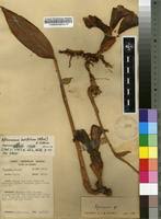 Image result for Aframomum alboviolaceum