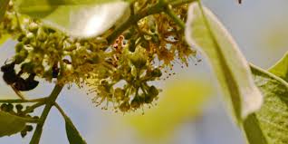 Image result for Combretum collinum