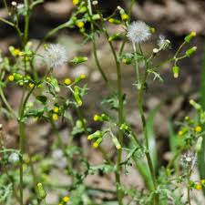 Image result for Senecio sp.no.2