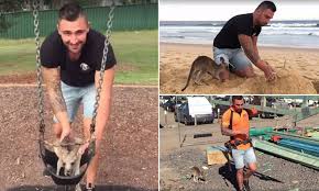 Sydney comedian Jackson ODoherty takes his pet kangaroo out for the day |  Daily Mail Online