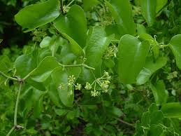 Image result for Smilacaceae