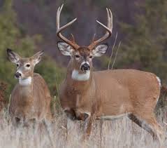 Whitetail Deer Google Search Whitetaildeerfarm Whitetail Deer Hunting Whitetail Deer Whitetail Buck Hunting