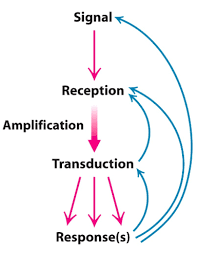 Lecture 12 Signal Transduction Pathways Flashcards Quizlet