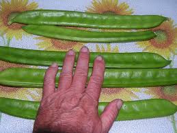 Image result for Canavalia ensiformis