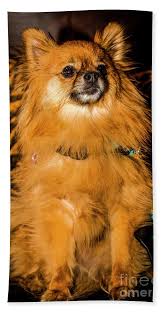 As earlier mentioned, he is active and curious. Pomeranian Chihuahua Mix 2 Beach Towel For Sale By Julian Starks