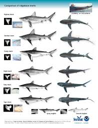 Shark Identification Pesquisa Do Google Types Of Sharks