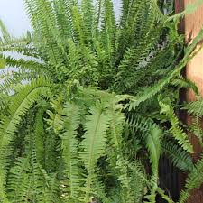 Image result for Nephrolepis