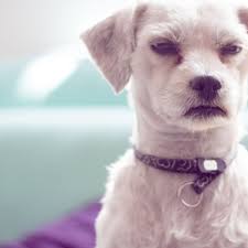 But, it is important to take swift action to make sure the incident does not escalate and to avoid liability. If My Dog Bites Someone Will My Insurance Cover Court Damages