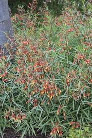 Image result for Scleria laxiflora