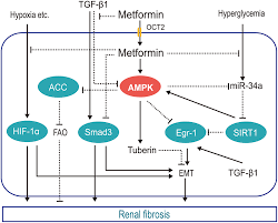 The mitochondrial transpor t chain is generally the nal component of metabolism which generates atp using n adh (above). Aging Metformin The Updated Protective Property In Kidney Disease Full Text