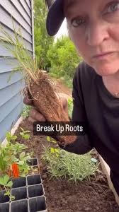 How to Get Plant Out of Plastic Container When Roots Are All over