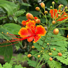 Image result for Caesalpinia rubra