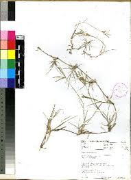 Image result for Cynodon incompletus