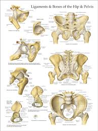 This chapter will focus on those aspects of pelvic anatomy that have special importance to the practice of obstetrics. Human Ligaments And Bones Of The Hip And Pelvis Anatomy Poster Etsy Pelvis Anatomy Hip Anatomy Skeleton Anatomy