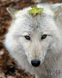 Twitter Animals Wolf Eyes Beautiful Wolves