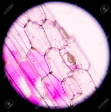 Check spelling or type a new query. Pink Plant Cells Under Microscope 400x Stock Photo Picture And Royalty Free Image Image 44508540
