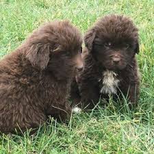 I welcome you to the group buy and sell the puppies of breed the newfoundland. Brown Newfoundland Puppies West Virginia 2 Horner Newfoundlands