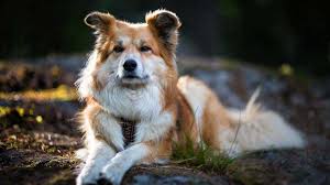 Thanks to lee, i am hooked on showing and breeding lovely dogs. Icelandic Sheepdog Price Temperament Life Span