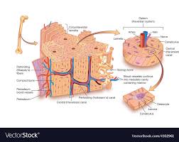 It is enveloped by lamellae in the ground substance, which may be more or less impregnated with silver nitrate. Fruit Caricature Microscopic Structure Of Bone Diagram