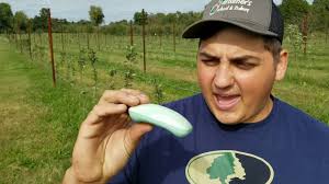 I also just planted a raspberry patch that will need protection. How To Keep Deer Off Your Fruit Trees Youtube