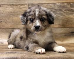 #puppy #dog #pupper #australian shepherd #mini australian shepherd #mini aussie #american shepherd #dogs of instagram #dogs of the internet #cute #adorable #doggo #his mom is a great. Miniature Australian Shepherd Puppies For Sale Chews A Puppy