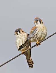 Michigan Birds Of Prey Pictures American Kestrel Google Search American Kestrel Kestrel Birds