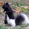 Check out our squirrel rat chew selection for the very best in unique or custom, handmade pieces from our shops. Https Encrypted Tbn0 Gstatic Com Images Q Tbn And9gcqky Tomxb1kqbv0cwn42hsrflpqrbc5jbcvqn7lqwalbogwbkk Usqp Cau