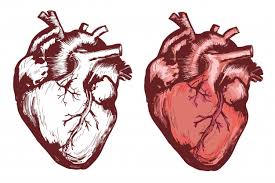 Trusted by over 500,000+ users. Anatomical Heart Images Free Vectors Stock Photos Psd