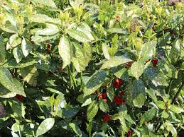 Haben ihre pflanzen gelbe blätter, deutet dies darauf hin, dass der pflanze etwas fehlt. Japanische Aucube Metzgerpalme Variegata Aucuba Japonica Variegata Baumschule Horstmann