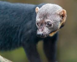 Wallabies are truly an exotic species, as they are. 40 Rare And Unique Exotic Pets 2021 List Pethelpful