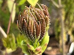 Image result for Penaeaceae
