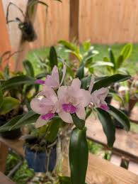 Image result for Eulophia calantha