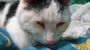 While they will not lose balance and kitties don't therefore, here are some of the things that may happen if you cut a cat's whiskers or to cat without whiskers Cat Owner Slams Disgusting People Who Cut Off Cat S Whiskers News And Star