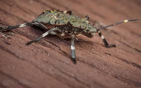 This genus was known first from egyptian remains discovered in 1912 and described by german palaeontologist ernst stromer in 1915. Stinkosaurus Hexapodus Olympus Slr Talk Forum Digital Photography Review