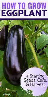 Growing Eggplant Successfully From Seed To Harvest Growing Eggplant Eggplant Vegetable Garden For Beginners