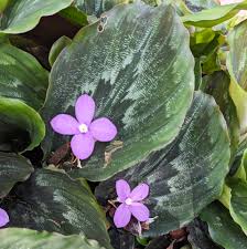 Image result for Kaempferia