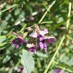 Image result for Otoptera