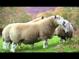 pin on sheepy